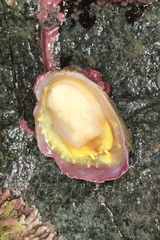 Crepipatella lingulata