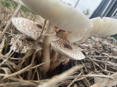 Leucoagaricus americanus