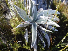 Hermas gigantea