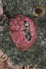 Crepipatella lingulata