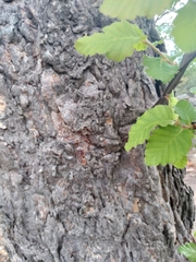 Nothofagus glauca