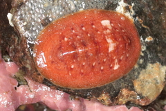 Lepidozona interstincta image
