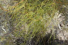 Asparagus greveanus
