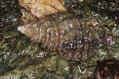 Paciocinebrina interfossa