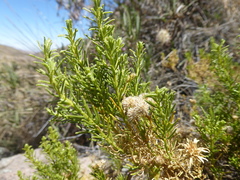 Baccharis gnidiifolia