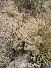 Baccharis genistelloides