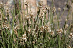 Baccharis genistelloides