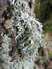 Evernia prunastri