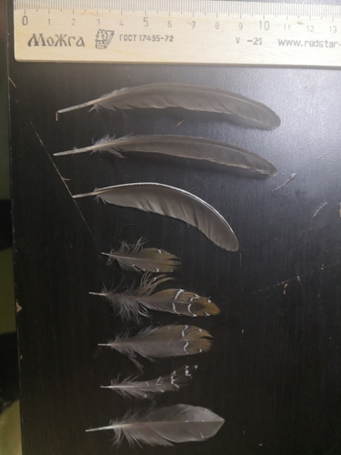 Plume de Marouette ponctuée
