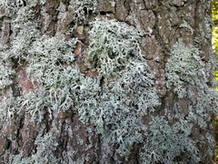 Evernia prunastri
