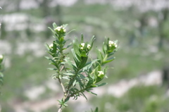 Baccharis gnidiifolia