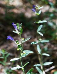 Scutellaria siphocampyloides
