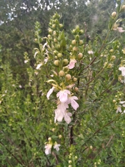 Teucrium bicolor