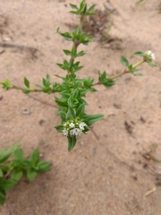 Diacrodon compressus