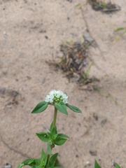 Diacrodon compressus