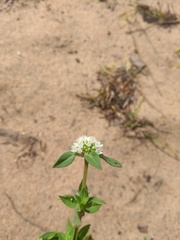 Diacrodon compressus