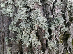 Evernia prunastri