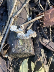 Polyporaceae