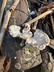Polyporaceae