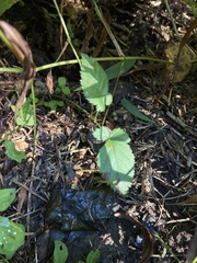 Rubus phoenicolasius