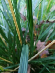 Deschampsia cespitosa
