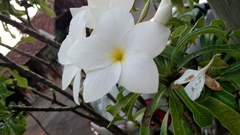 Plumeria pudica