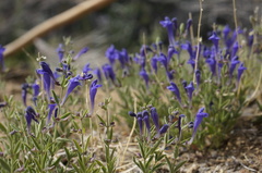 Scutellaria siphocampyloides