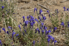 Scutellaria siphocampyloides