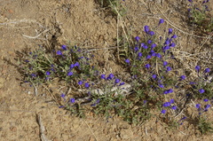 Scutellaria siphocampyloides