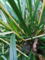 Deschampsia cespitosa