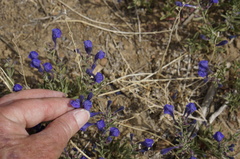Scutellaria siphocampyloides
