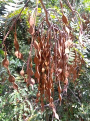 Pityrocarpa moniliformis