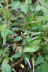 Hylodesmum podocarpum oxyphyllum