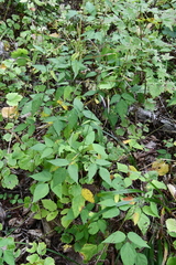 Hylodesmum podocarpum oxyphyllum