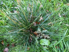 Deschampsia cespitosa