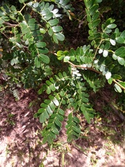 Pityrocarpa moniliformis