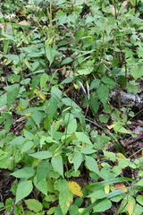 Hylodesmum podocarpum oxyphyllum