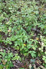 Hylodesmum podocarpum oxyphyllum