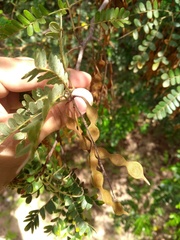 Pityrocarpa moniliformis