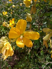 Senna splendida gloriosa