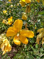 Senna splendida gloriosa