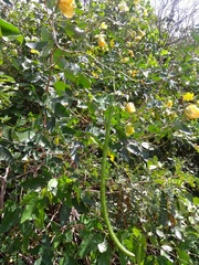 Senna splendida gloriosa