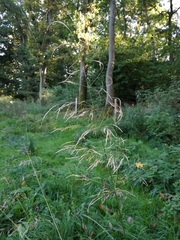 Deschampsia cespitosa