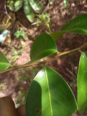 Maytenus erythroxyla