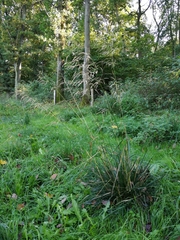 Deschampsia cespitosa