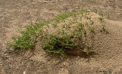 Salicornia natalensis