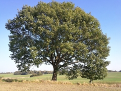 Quercus × rosacea