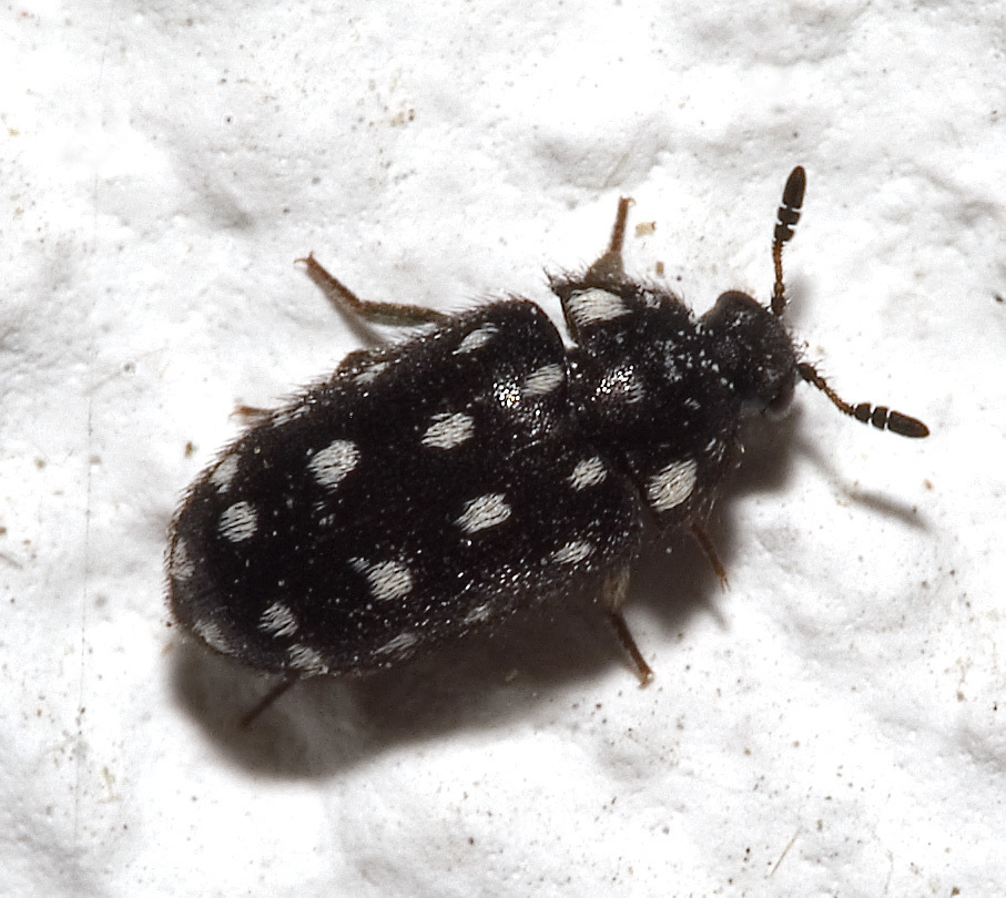 Attagenus punctatus