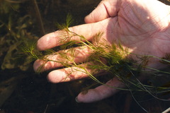 Ranunculus kauffmannii