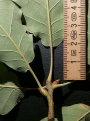 Quercus × rosacea